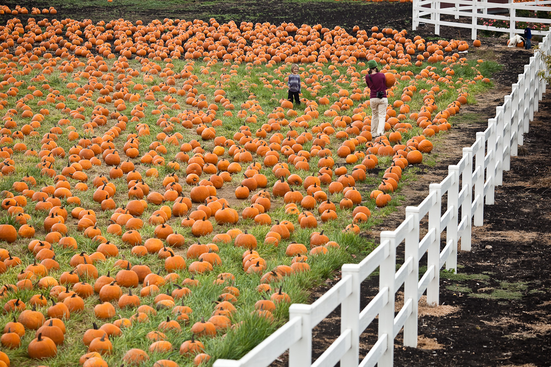 Cal Poly Pumpkin Patch