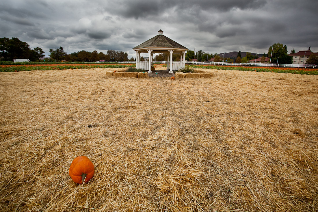 Cal Poly Pumpkin Patch